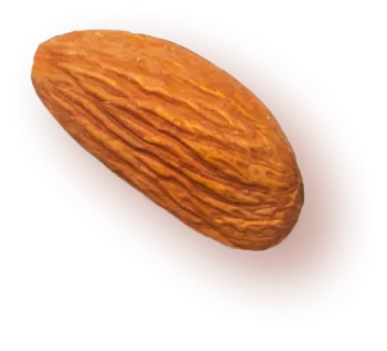 Photo of an almond