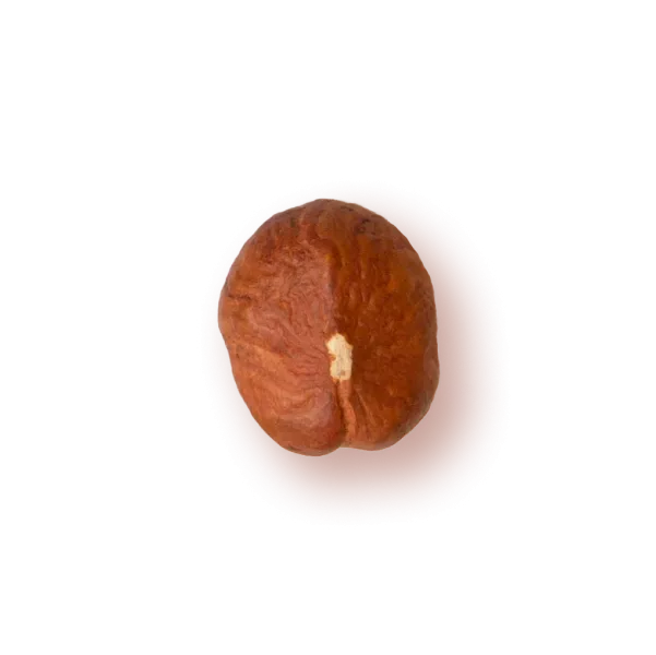 Lješnjak