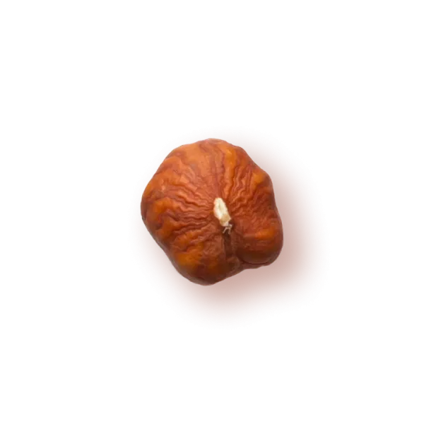Lješnjak