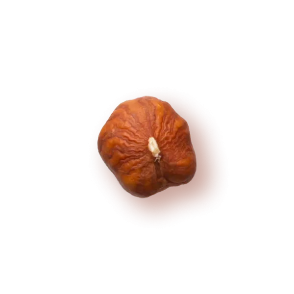 Hazelnut